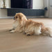 Hond liggend op Vivafloors 7810 click pvc vloer met rechte planken in moderne woonkamer.