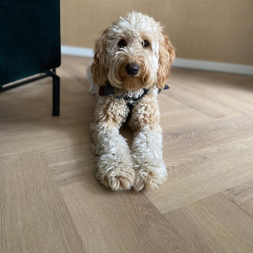 Hond op Belakos pvc vloer