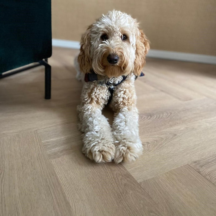 Hond op Belakos pvc vloer